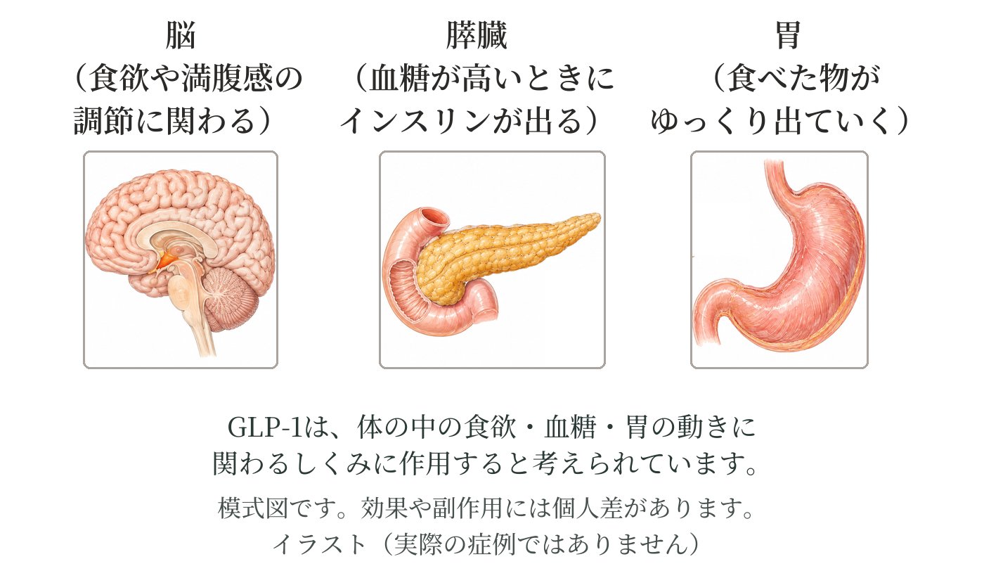 GLP-1がはたらく所の模式図。脳では食欲や満腹感の調節、膵臓では血糖が高いときのインスリン、胃では食べた物がゆっくり出ていく